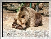 Brunatny, Śpiący, Niedźwiedź