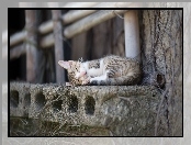 Kotek, Śpiący, Bury