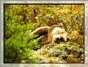 Las, Śpiący, Niedźwiedź