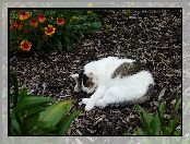 Ogród, Śpiący, Kotek