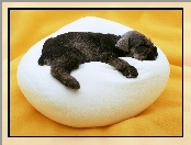 Pies, Sznaucer miniaturowy, Śpiący, Poduszka