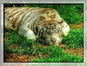 Trawa, Śpiący, Tygrys