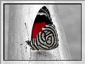 Motyl, Piękny, Kolorowy
