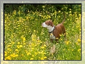 Pies, Kwiaty, Łąka, Żółte