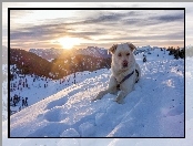 Pies, Zima, Alpy, Austria, Góry