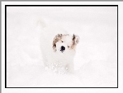 Pies, Śnieg, Biały, Zima