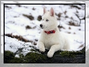 Pies, Śniegu, Biały, Na