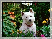 Ogród, Kwiatki, Pies, Biały, West highland white terrier