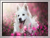 Pies, Rozmycie, Biały, Kwiaty