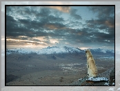 Pies, Dolina, Chmury, Indie, Góry Himalaje