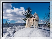 Pies, Krajobraz, Siberian Husky, Zima