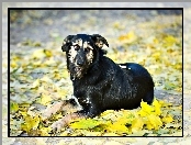 Pies, Czarny, Zółte, Jesień, Liście