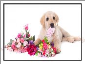 Pies, Labrador retriever, Kwiaty, Szczeniak
