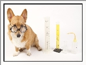 Laboratorium, Pies, Okulary