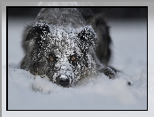 Śnieg, Mordka, Pies, Ośnieżona