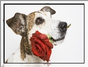 Mordka, Pies, Róża