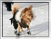 Buty, Chihuahua długowłosa, Pies, Śnieg