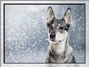 Śnieg, Pies, Padający