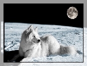 Pies, Biały, Kosmos, Planeta, Księżyc