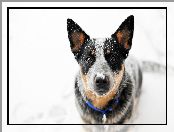 Spojrzenie, Głowa, Śnieg, Pies, Australian cattle dog