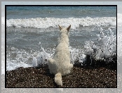Tęsknota, Pies, Morze
