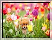 Szpic miniaturowy, Tulipany, Pies, Kwiaty