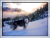 Zima, Pies, Las, Mgła, Siberian Husky, Góry