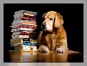 Książki, Pies, Golden retriever