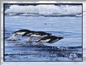 Morze, Pingwiny