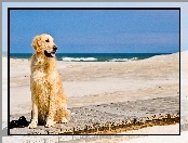 Plaża, Piasek, Pies, Molo