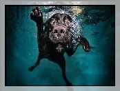 Pływa, Śmieszne, Pies, Woda
