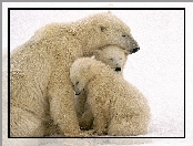 Polarne, Młode, Niedźwiedzie, Mama