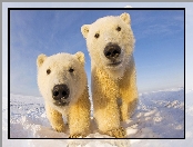 Polarne, Zima, Niedźwiedzie, Śnieg