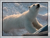 Polarny, Zoo, Niedźwiedź, Śnieg
