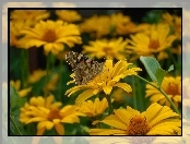 Polne, Motyl, Żółte, Kwiaty