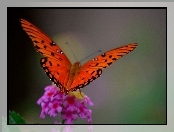 Motyl, Polny, Kwiatek