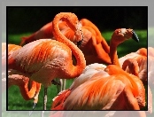 Pomarańczowe, Flamingi