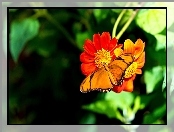 Kwiat, Pomarańczowy, Motyl