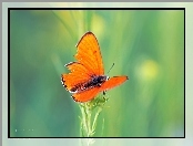Owad, Pomarańczowy, Motyl