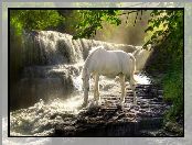 Pragnienie, Las, Biały, Koń, Wodospad