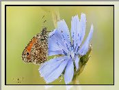 Przestrojnik jurtina, Kwiat, Motyl, Niebieski