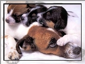 Psia, Mama, Beagle, Szczeniaki