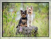 Psy, Kamień, Dwa, Yorkshire terrier