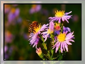 Pszczoła, Astry marcinki, Fioletowe, Kwiaty, Jesienne