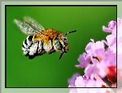 Lot, Pszczoła, Kwiatek