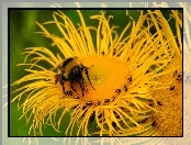 Żółty, Makro, Pszczoła, Kwiat