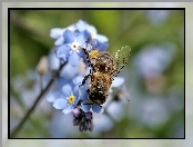 Pszczoła, Rozmycie, Niezapominajka, Zbliżenie