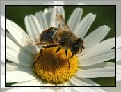 Pszczoła, Złocień właściwy, Kwiatostan