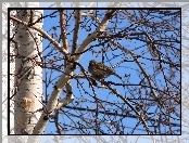 Drzewo, Ptak, Wróbel