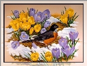 Ptak, Śnieg, Liliowe, Żółte, Krokusy